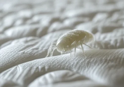 Cómo evitar ácaros en el colchón con una imagen de un ácaro sobre la superficie del colchón